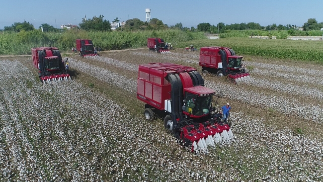 Antalyalılar 'beyaz altın' hasadına başladı